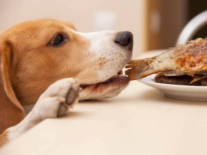 Un chien tente de voler de la nourriture posée sur la table