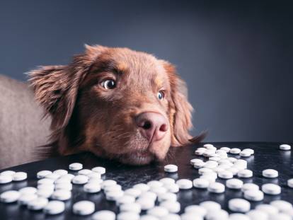 Un chien regarde des médicaments posés sur une table