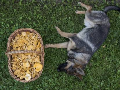 Un chien couché dans l'herbe à côté d'un panier de champignons