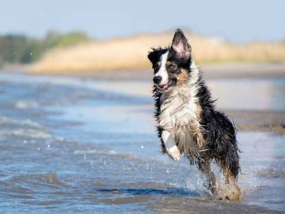 Un chien court dans les vagues sur une plage