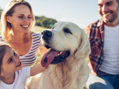 20 races de chien recommandées pour une famille