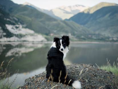 Un Border Collie assis devant un lac de montagne