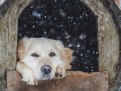 Un chien peut-il dormir dehors en hiver ?