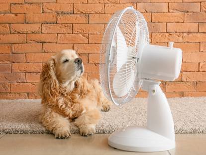 Un chien de type Cocker se rafraîchit devant un ventilateur