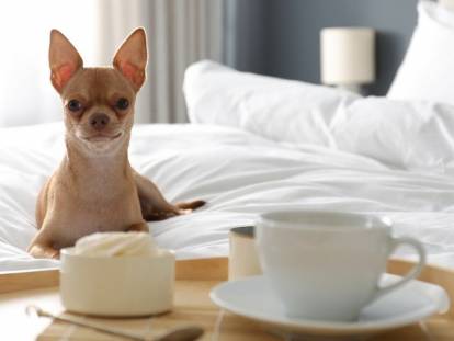 Un chien sur le lit d'une chambre d'hôtel devant une tasse à café