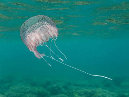 Une méduse erre dans la Méditerranée