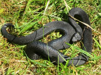 Un serpent noir enroulé dans l'herbe