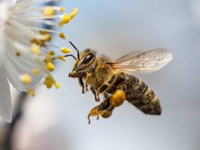 Vue proche d'une abeille en train de butiner une fleur