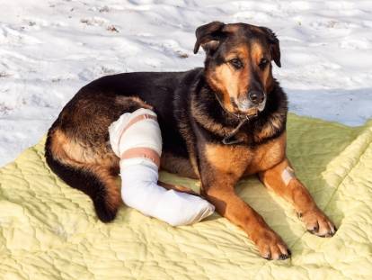 Un gros chien avec une fracture à la patte est allongé sur une couverture