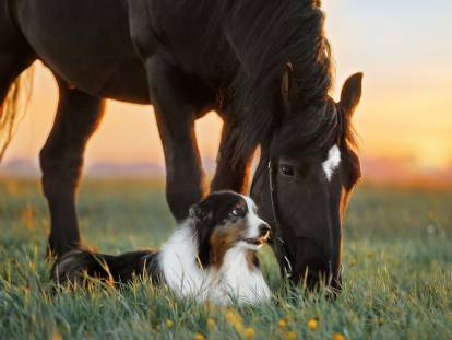 Un cheval penché vers un chien qui est allongé dans l'herbe