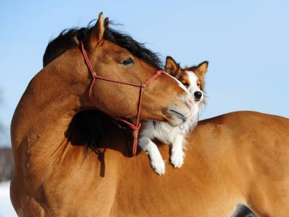 Un petit chien assis sur le dos d'un cheval marron