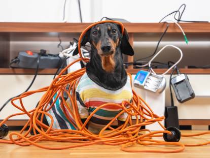 Un petit chien tout emmêlé dans des câbles électriques