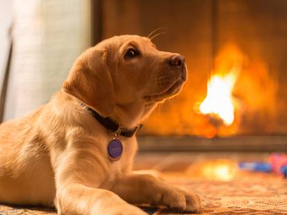 Un chiot Labrador devant un feu de cheminée
