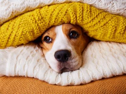 Un chien Beagle est caché sous une pile de couvertures
