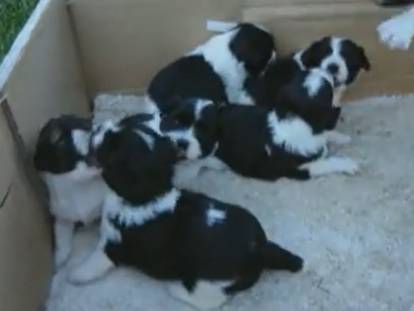 Des Papastzu dans une boîte en carton