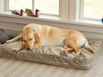 Un chien dormant dans son panier devant une fenêtre