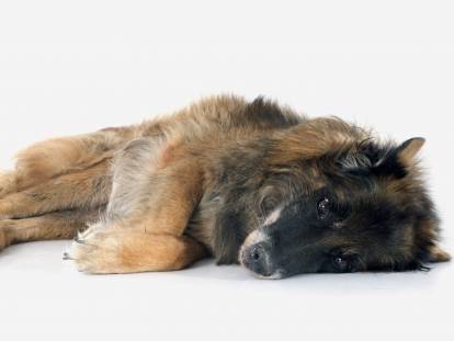 Euthanasie : quand et comment faire euthanasier son chien ?