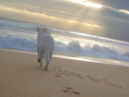 Un chien sur une plage avec un message d'adieu écrit dans le sable
