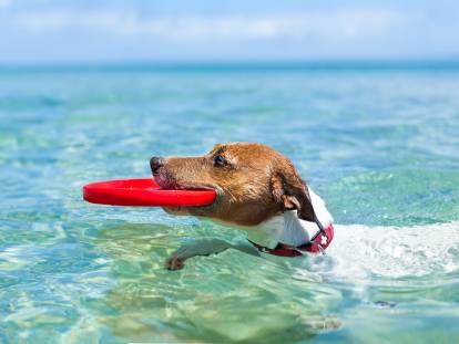 Emmener son chien en vacances : les vacances avec un chien