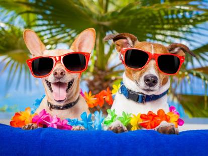 Image amusante de deux chiens avec des lunettes de soleil