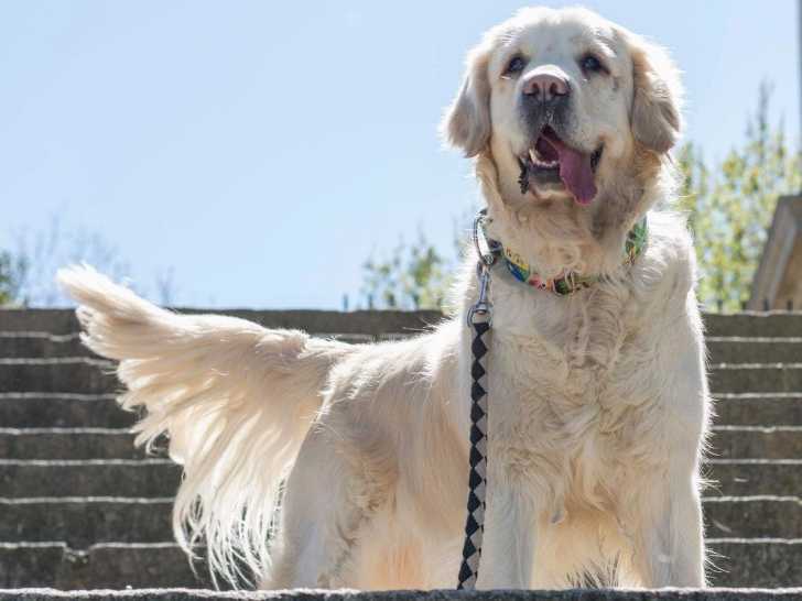 Un chien qui remue la queue est-il forcément content ?