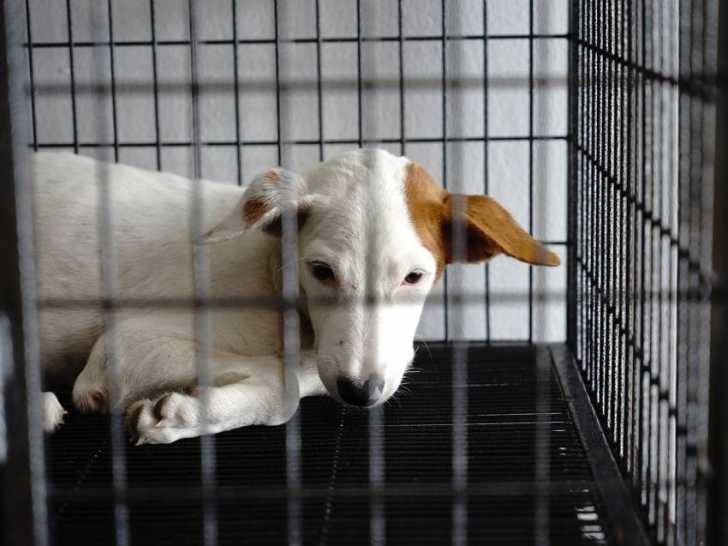 Un chien de refuge est-il un chien à problèmes ?