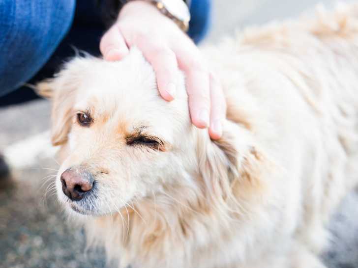 Tapoter ou caresser son chien à certains endroits : il n'aime pas