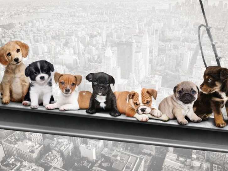 Offrir Un poster avec un chien en cadeau