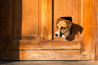 Un Jack Russel passe la tête par une chatière