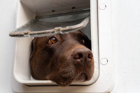 Un chien passe la tête par une chatière