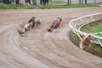 Les courses de chiens sur cynodrome (ou racing)