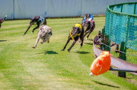Les courses de chiens sur cynodrome (ou racing)