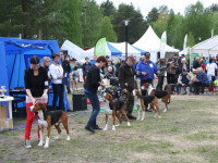 Plusieurs chiens de la même race à un concours