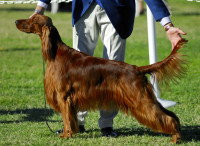 Chien qui effectue une présentation à l'anglaise