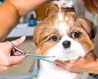 Un Shih Tzu qui se fait toiletter