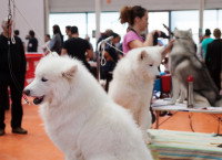 Chiens blancs lors d'un concours 