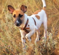 Fox Terrier gambadant dans un champ