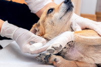 Un vétérinaire appliquant un bandage sur la jambe d'un chien blessé