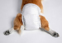 Une chienne portant une couche