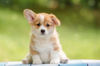 Un chiot assis