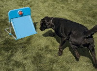Un chien s'approchant d'une flybox