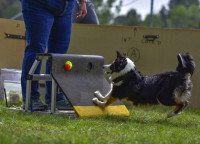 Un chien récupérant la balle à la flybox