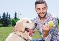 Un chien regardant une balle de tennis dans la main de son maître