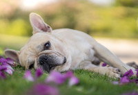 Un Bouledogue Français allongé dans l'herbe