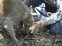 Le cavage : chercher la truffe