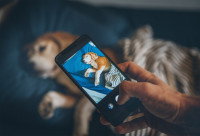 Gérer son chien pendant le shooting photo