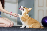 Une jeune femme fait les présentations avec un chiot Corgi