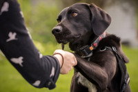 Une femme sert la patte à un chien noir adulte