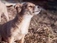 Adopter un chien chez un particulier