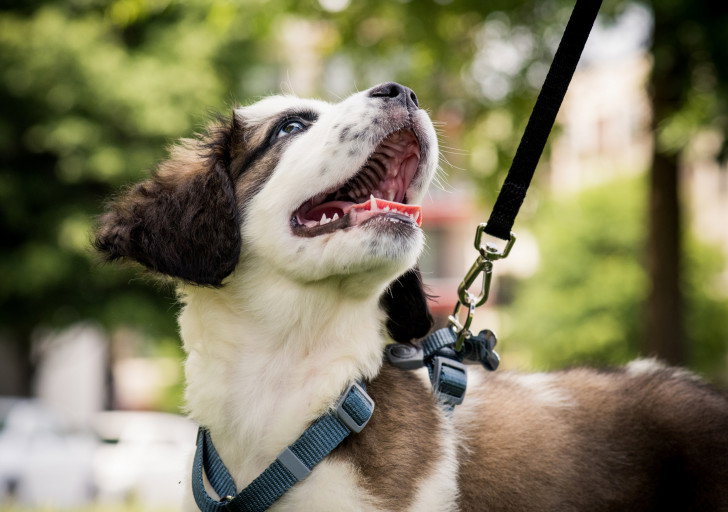 Un jeune chien regardant son maître qui le promène
